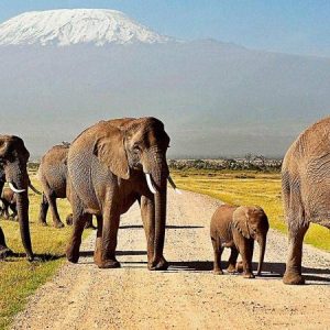 Amboseli