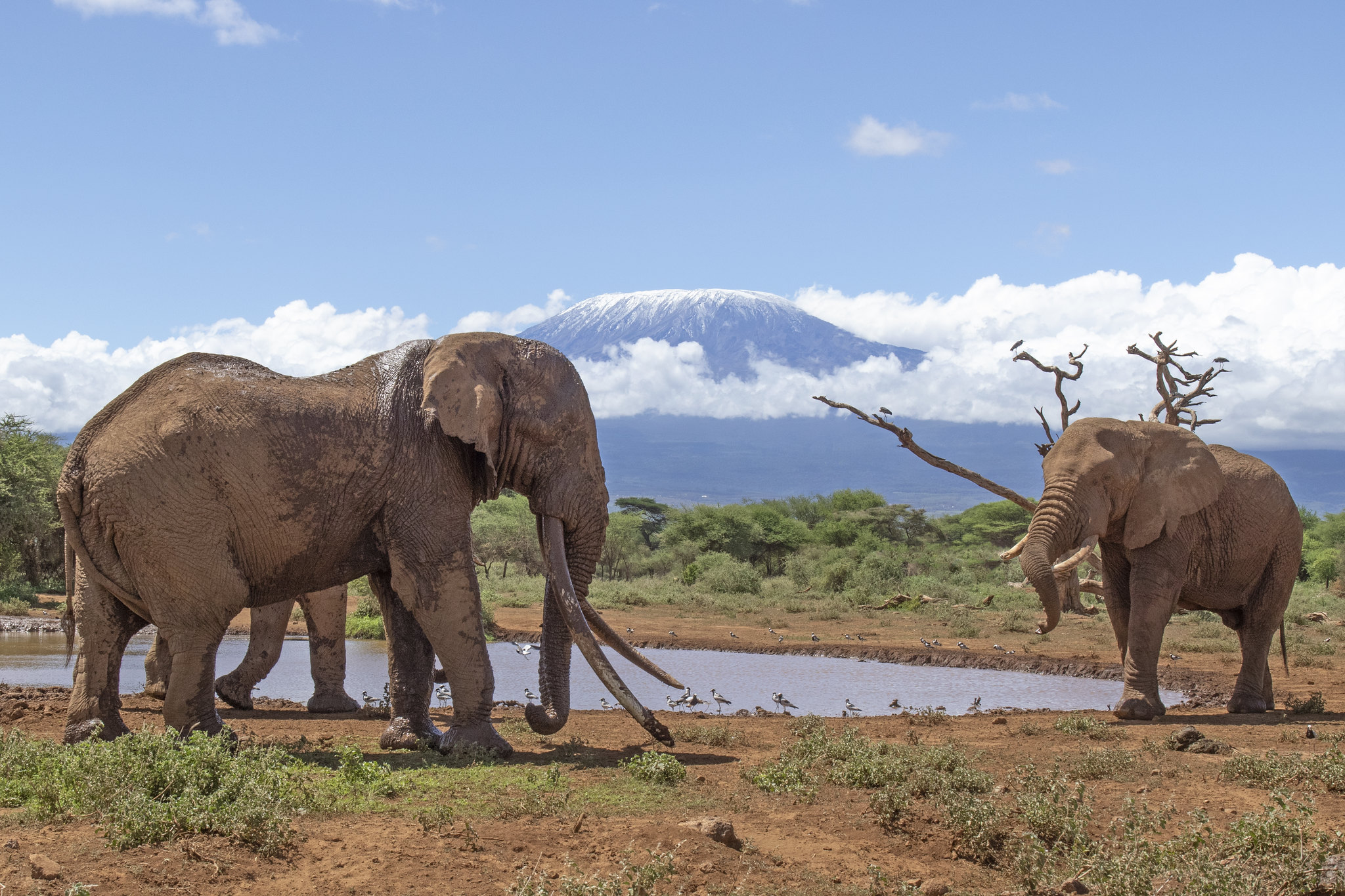 Amboseli National Park